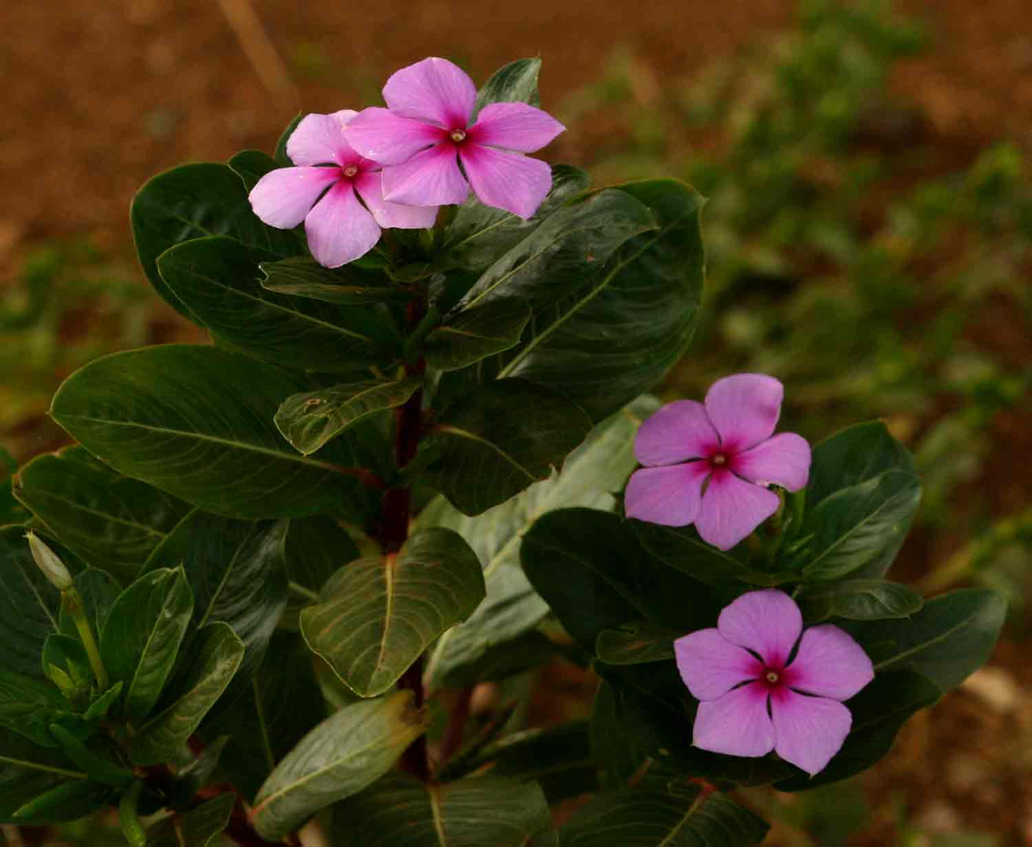 Catharanthus roseus