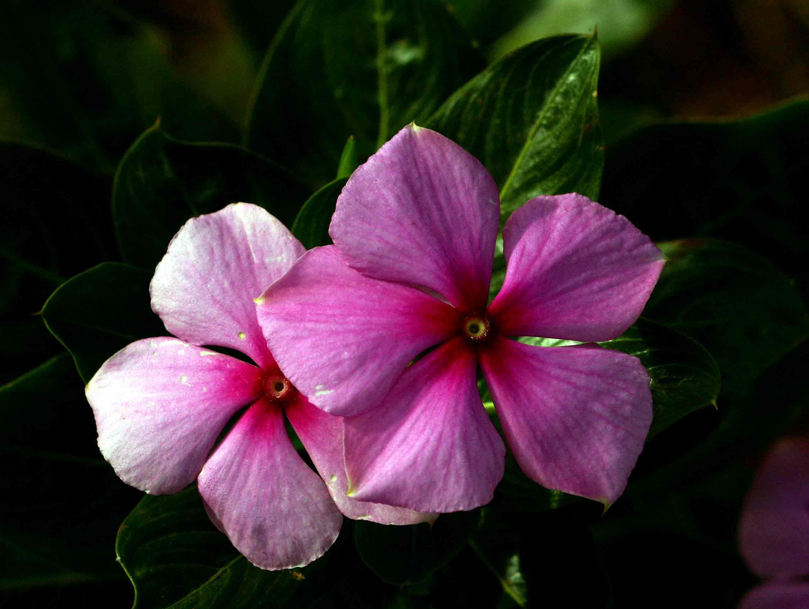 Catharanthus roseus