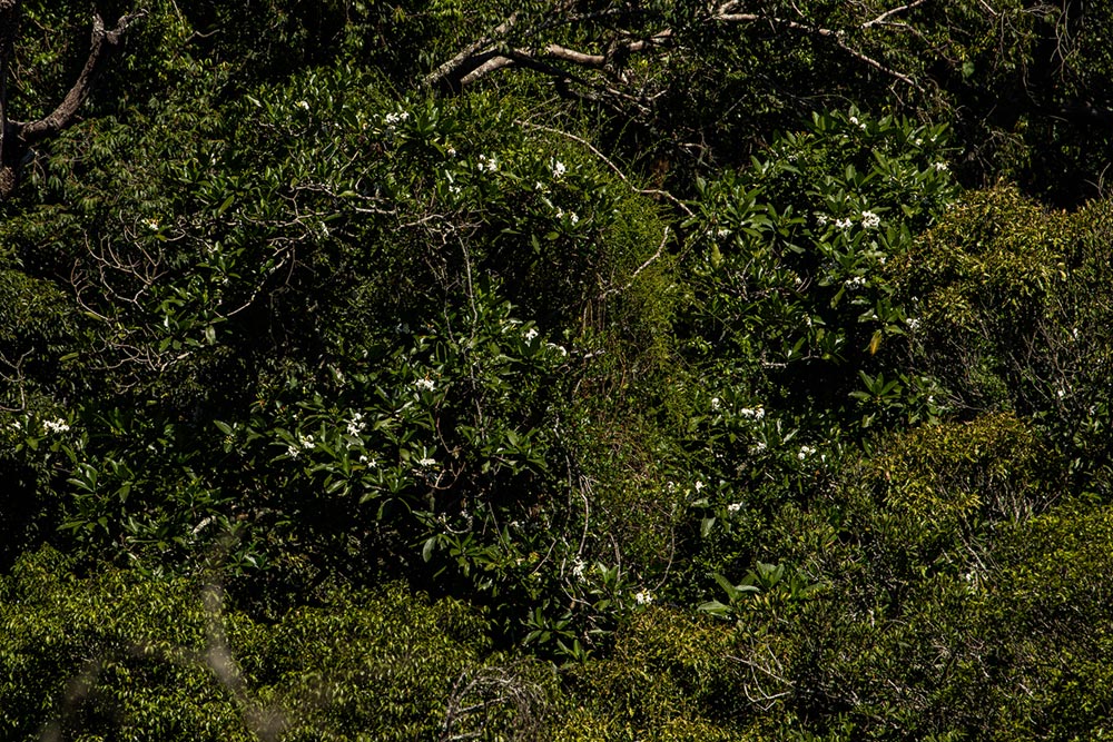Tabernaemontana stapfiana Tabernaemontana stapfiana