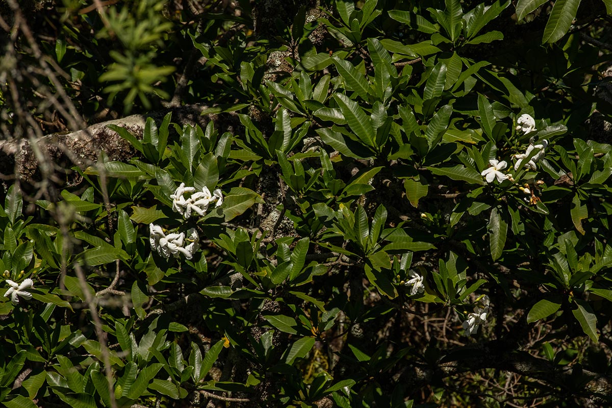 Tabernaemontana stapfiana Tabernaemontana stapfiana