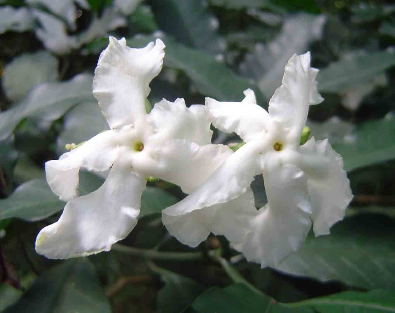 Tabernaemontana ventricosa