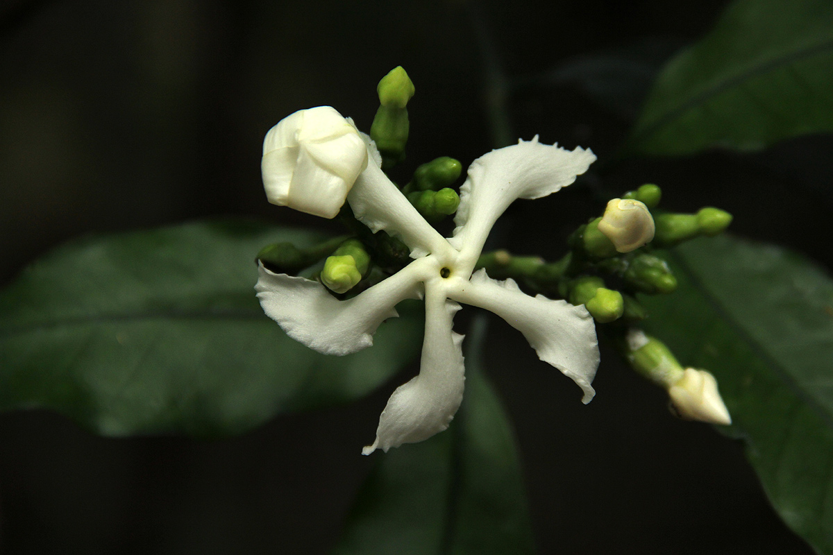 Tabernaemontana ventricosa