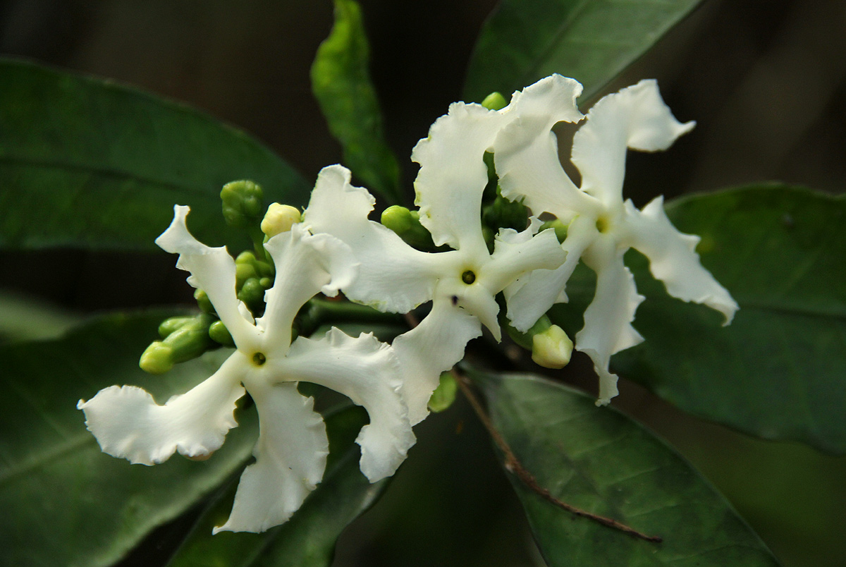 Tabernaemontana ventricosa