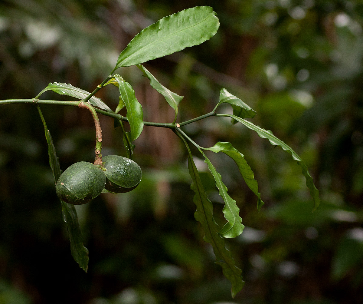 Tabernaemontana ventricosa Tabernaemontana ventricosa