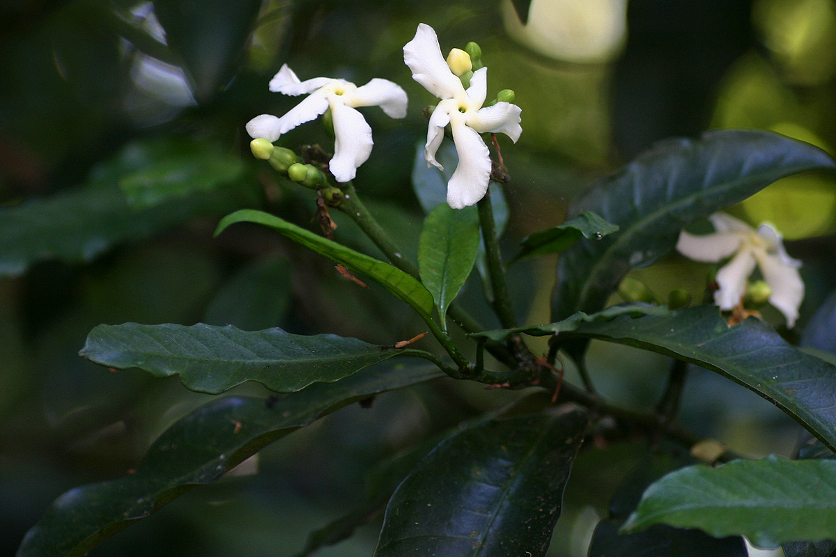 Tabernaemontana ventricosa
