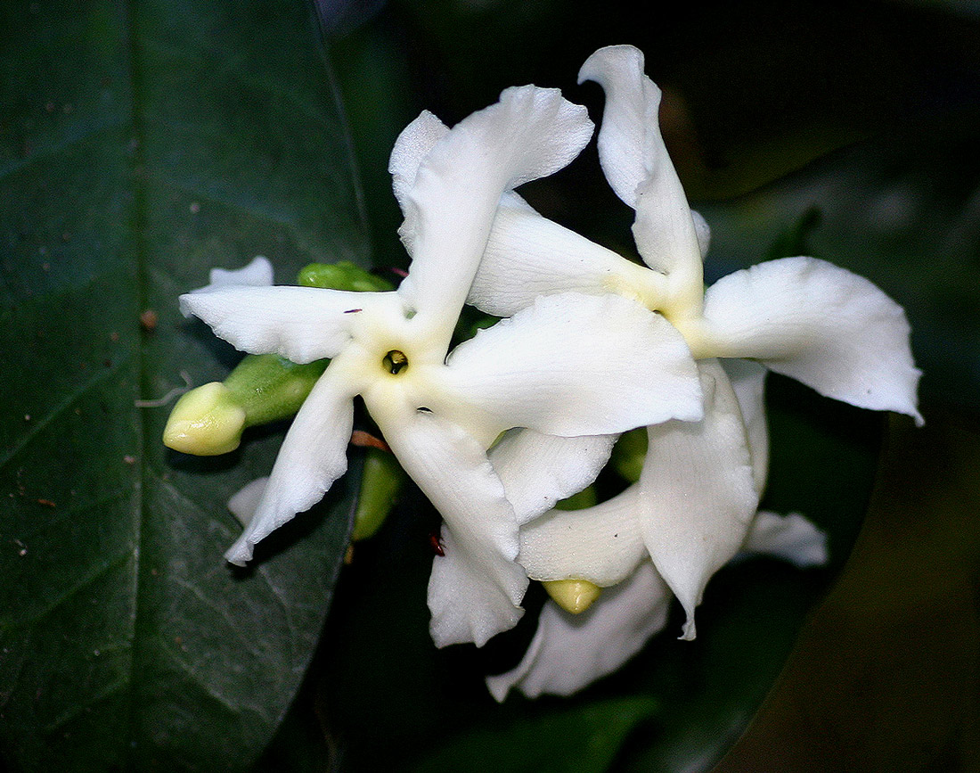 Tabernaemontana ventricosa Tabernaemontana ventricosa
