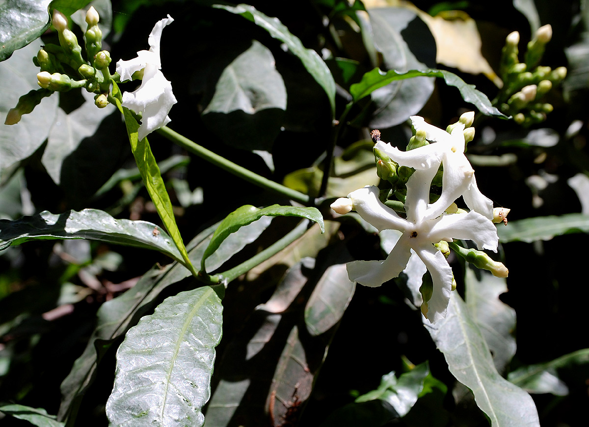 Tabernaemontana ventricosa Tabernaemontana ventricosa