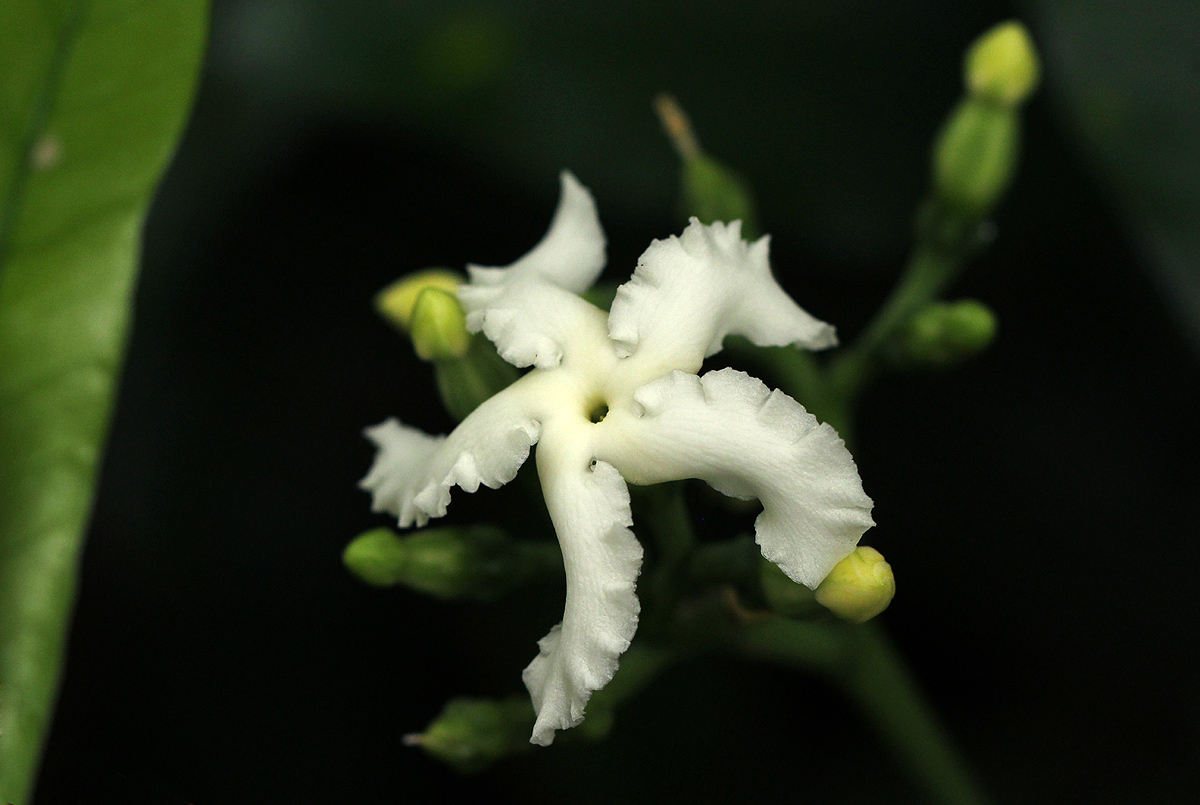 Tabernaemontana ventricosa Tabernaemontana ventricosa