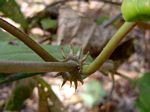 Mondia whitei