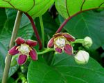 Mondia whitei