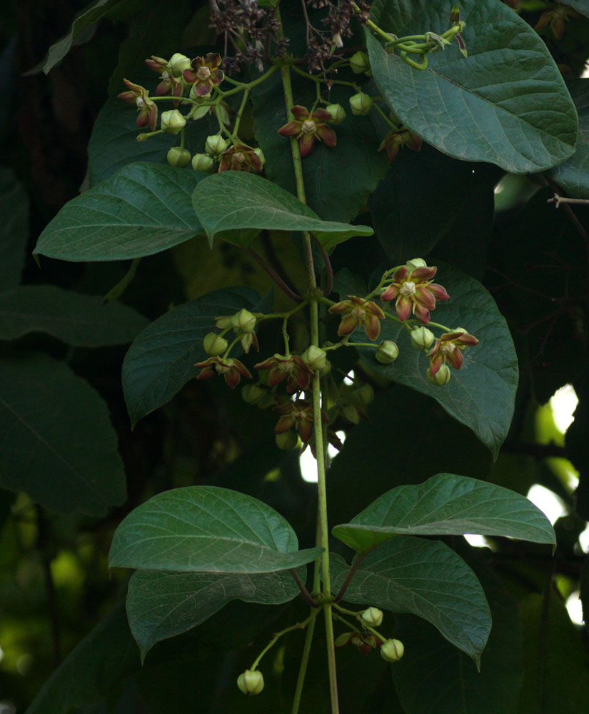 Mondia whitei