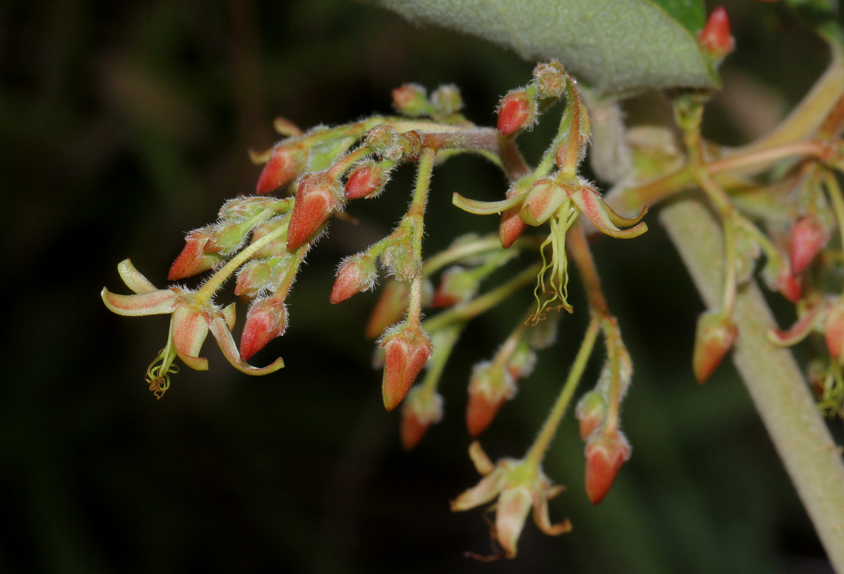 Tacazzea apiculata Tacazzea apiculata