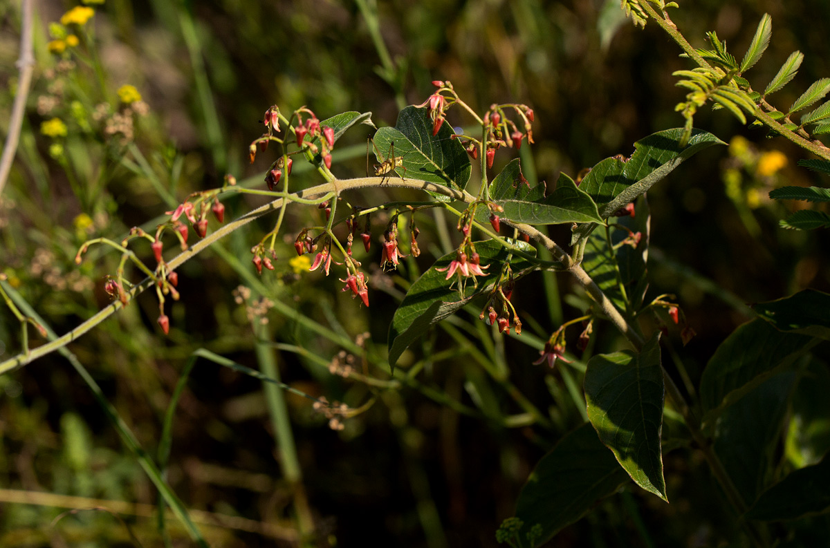 Tacazzea apiculata Tacazzea apiculata
