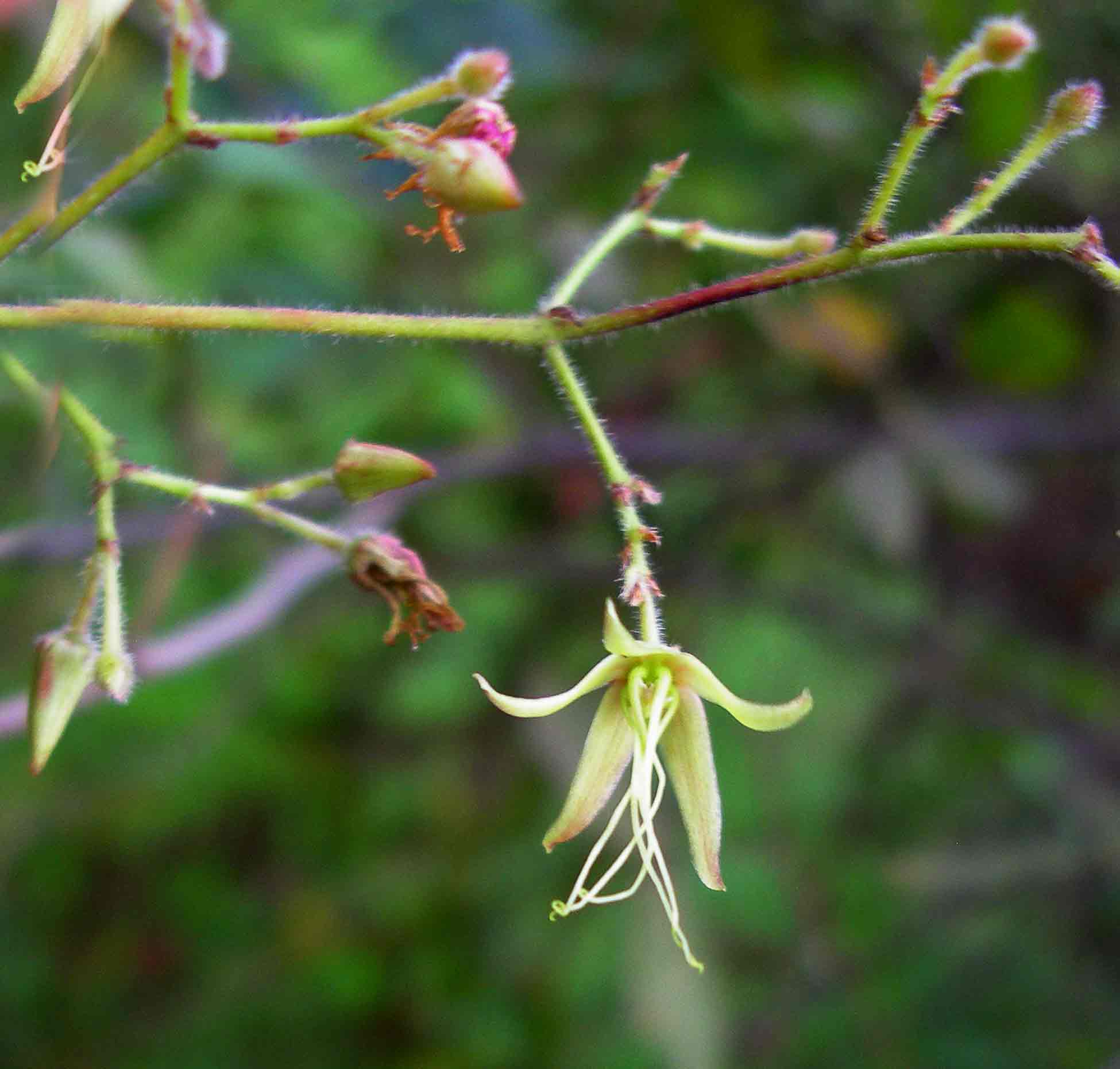 Tacazzea apiculata