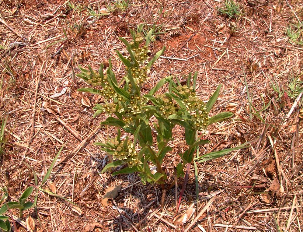 Xysmalobium heudelotianum