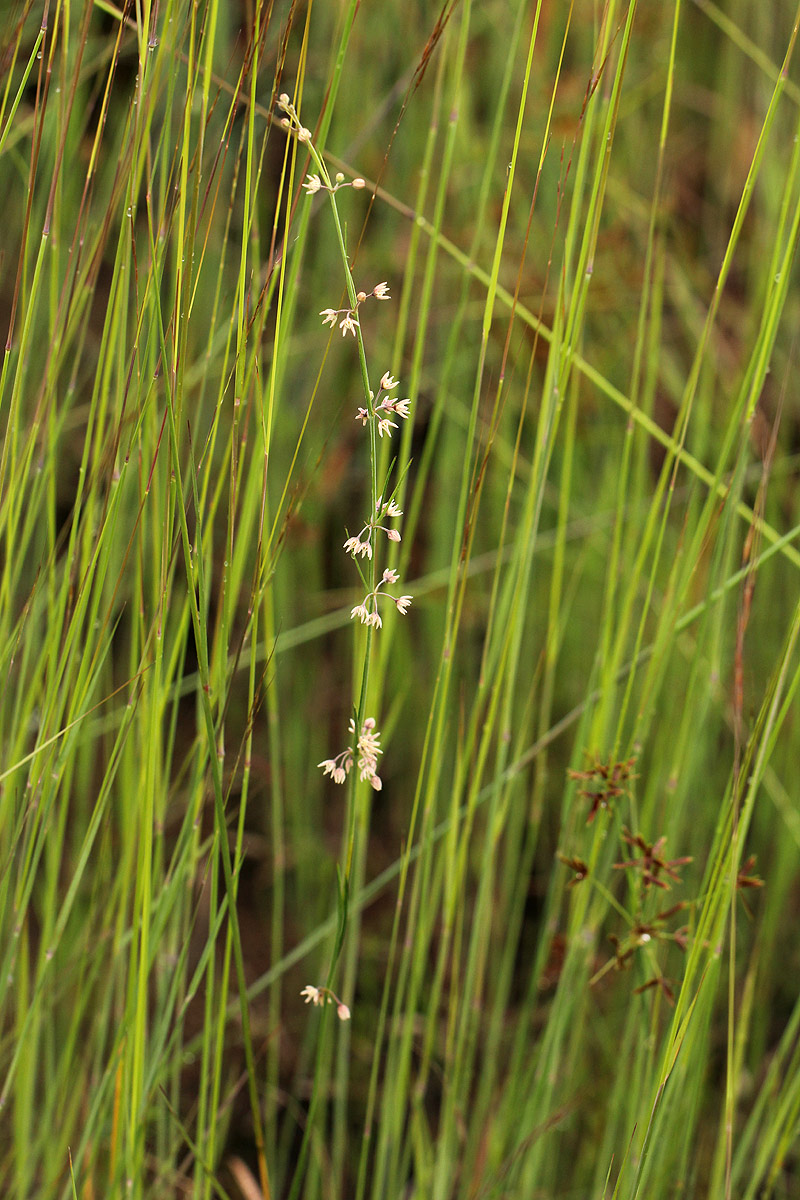 Aspidoglossum interruptum Aspidoglossum interruptum
