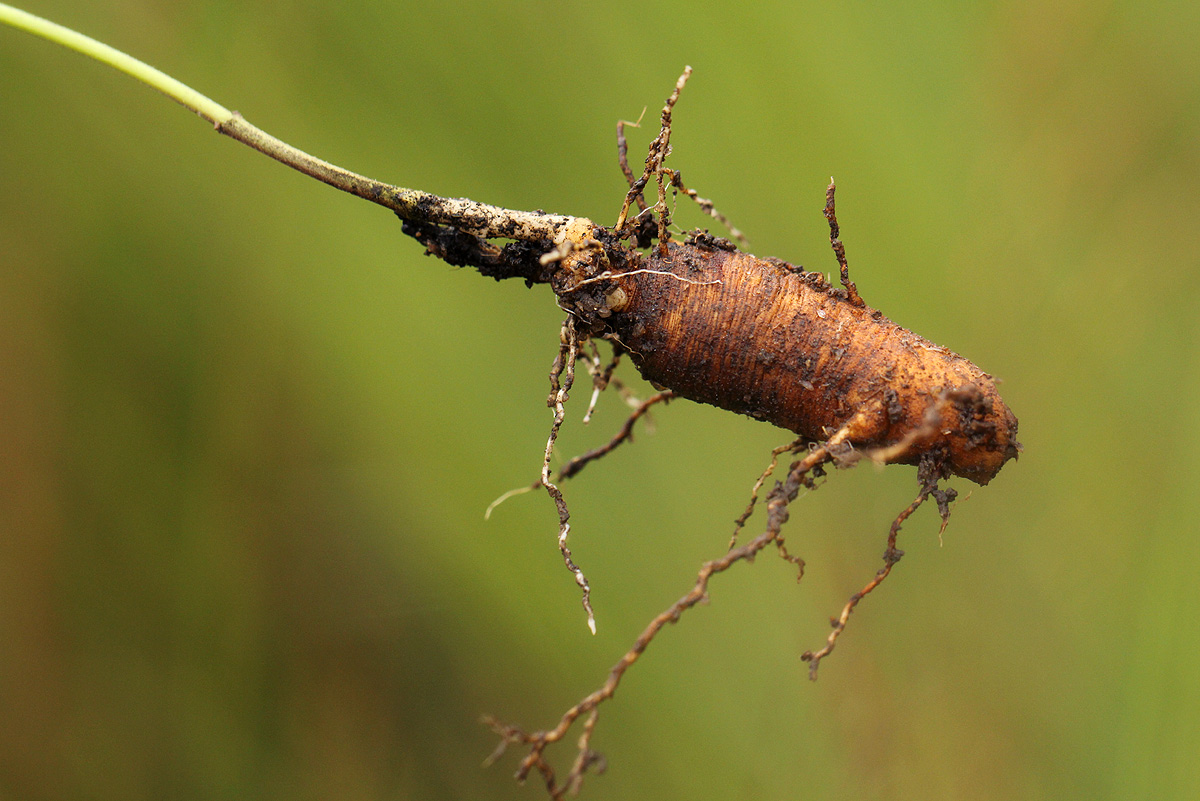 Aspidoglossum interruptum Aspidoglossum interruptum