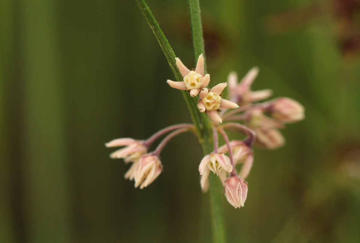 Aspidoglossum interruptum