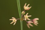 Aspidoglossum interruptum