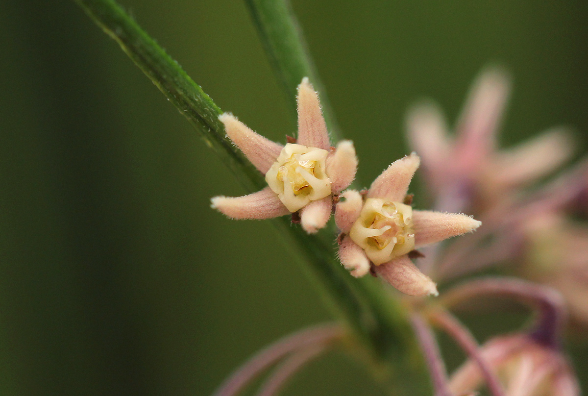 Aspidoglossum interruptum Aspidoglossum interruptum