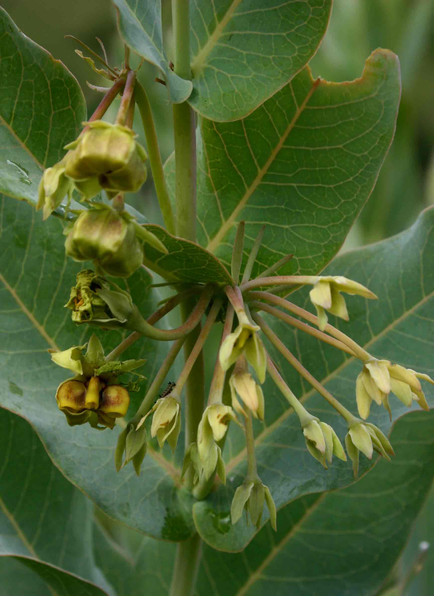 Gomphocarpus glaucophyllus Gomphocarpus glaucophyllus