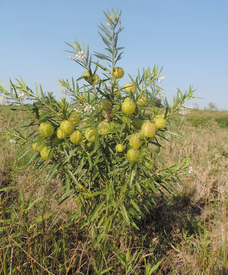 Gomphocarpus physocarpus