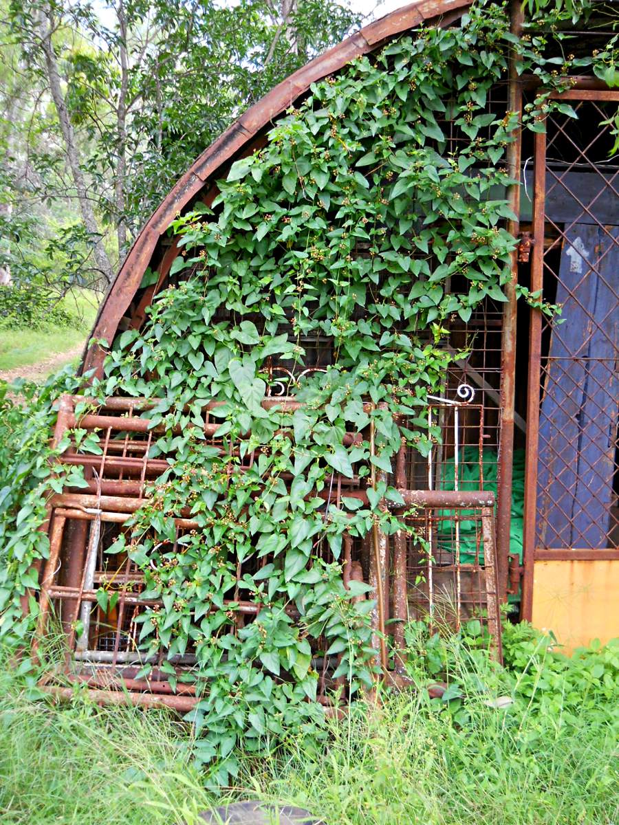 Pentarrhinum insipidum