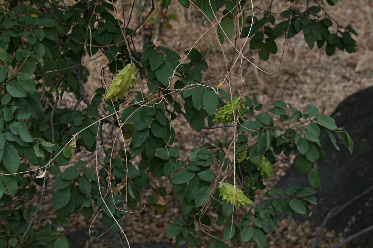 Pentarrhinum insipidum