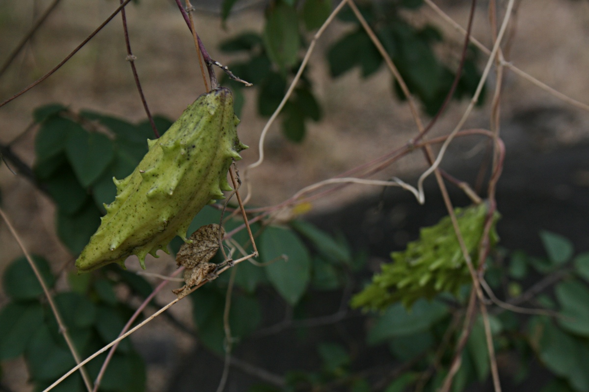 Pentarrhinum insipidum