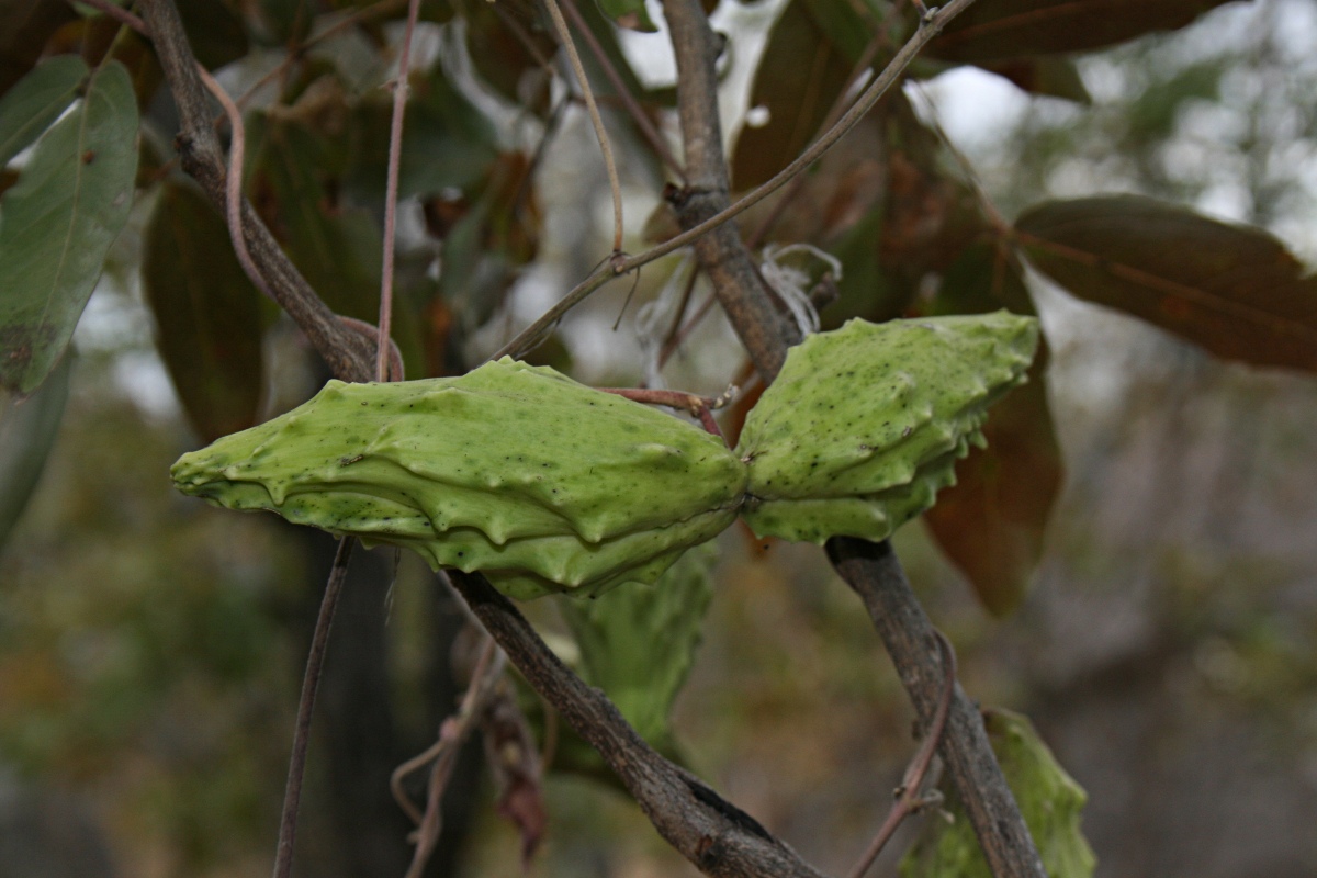 Pentarrhinum insipidum