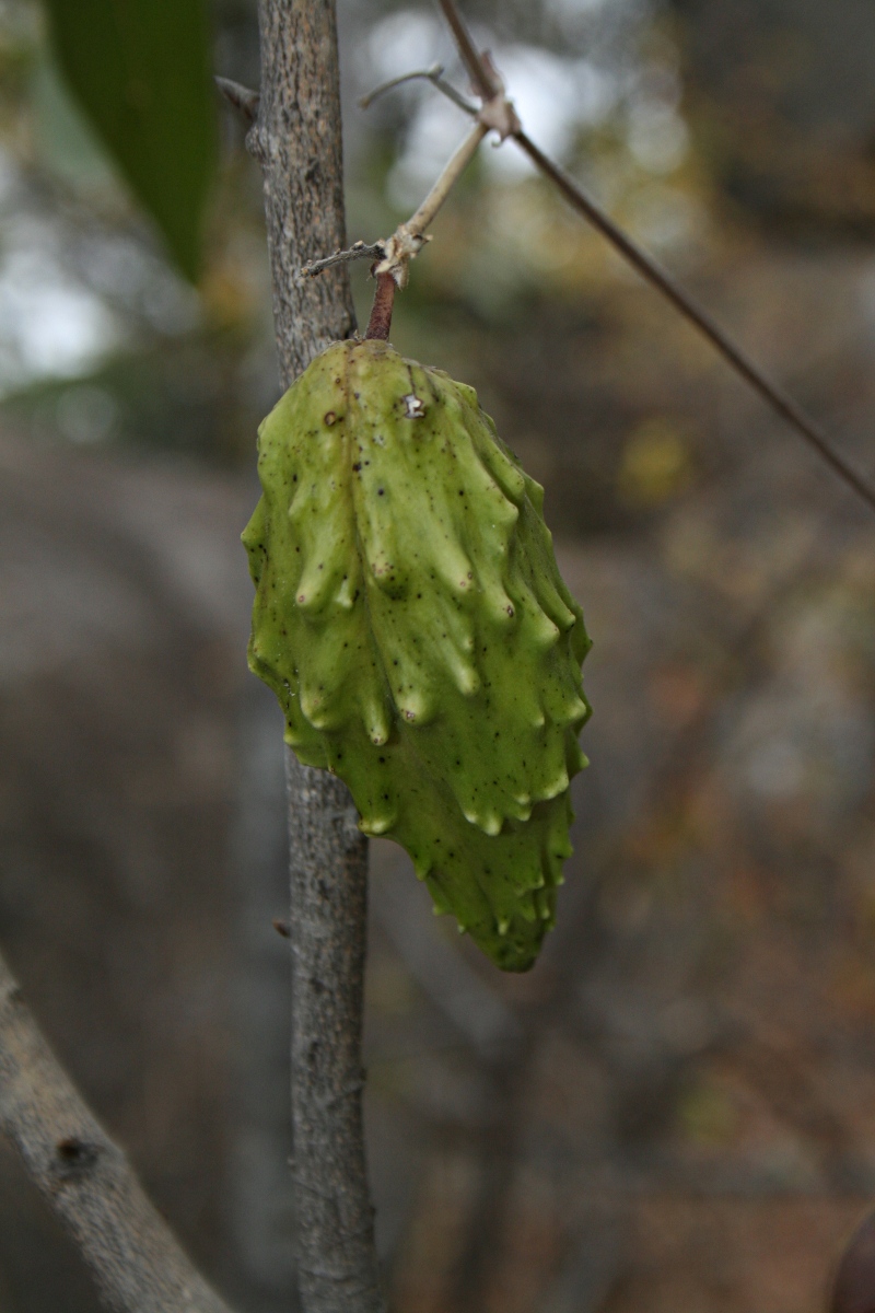 Pentarrhinum insipidum