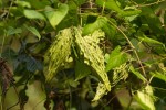 Pentarrhinum insipidum