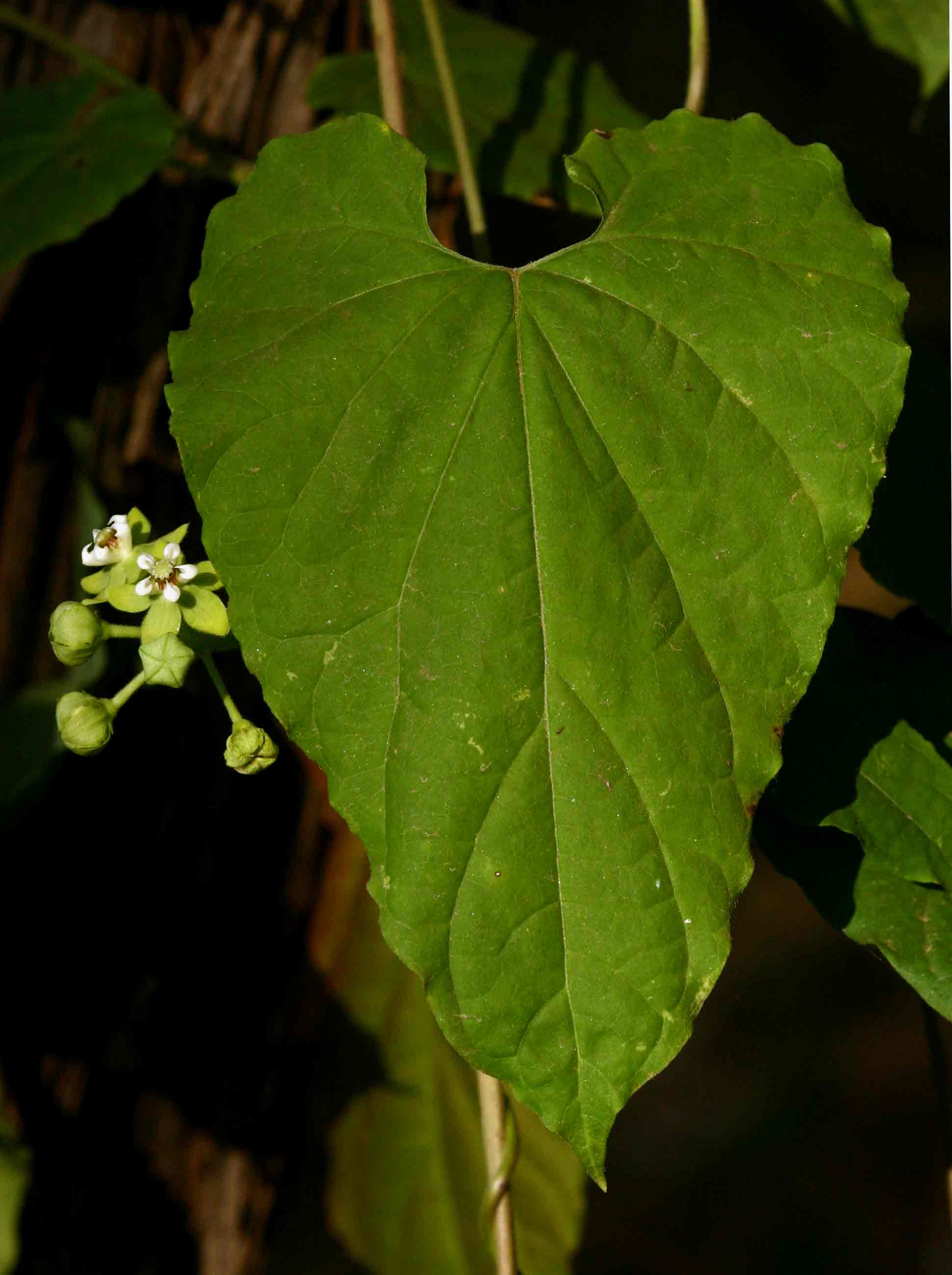 Pentarrhinum insipidum