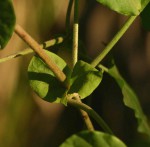 Pentarrhinum insipidum