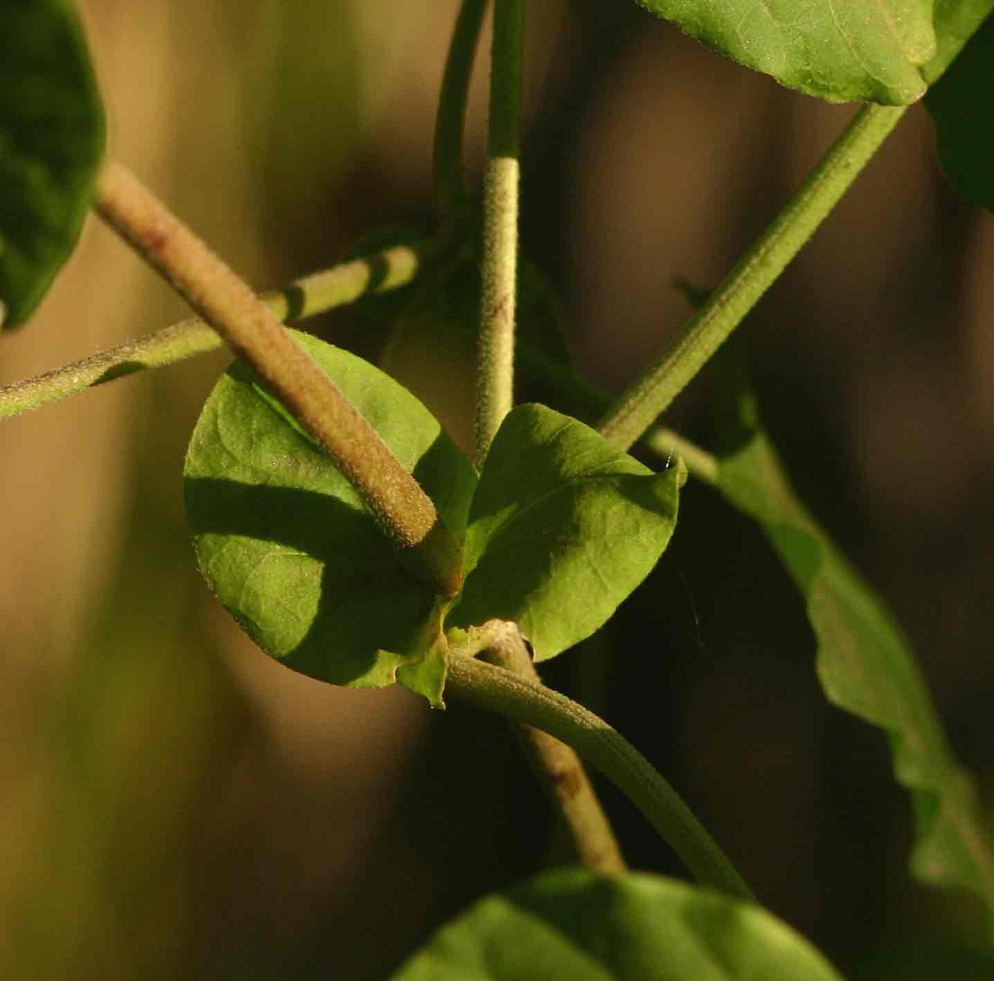 Pentarrhinum insipidum
