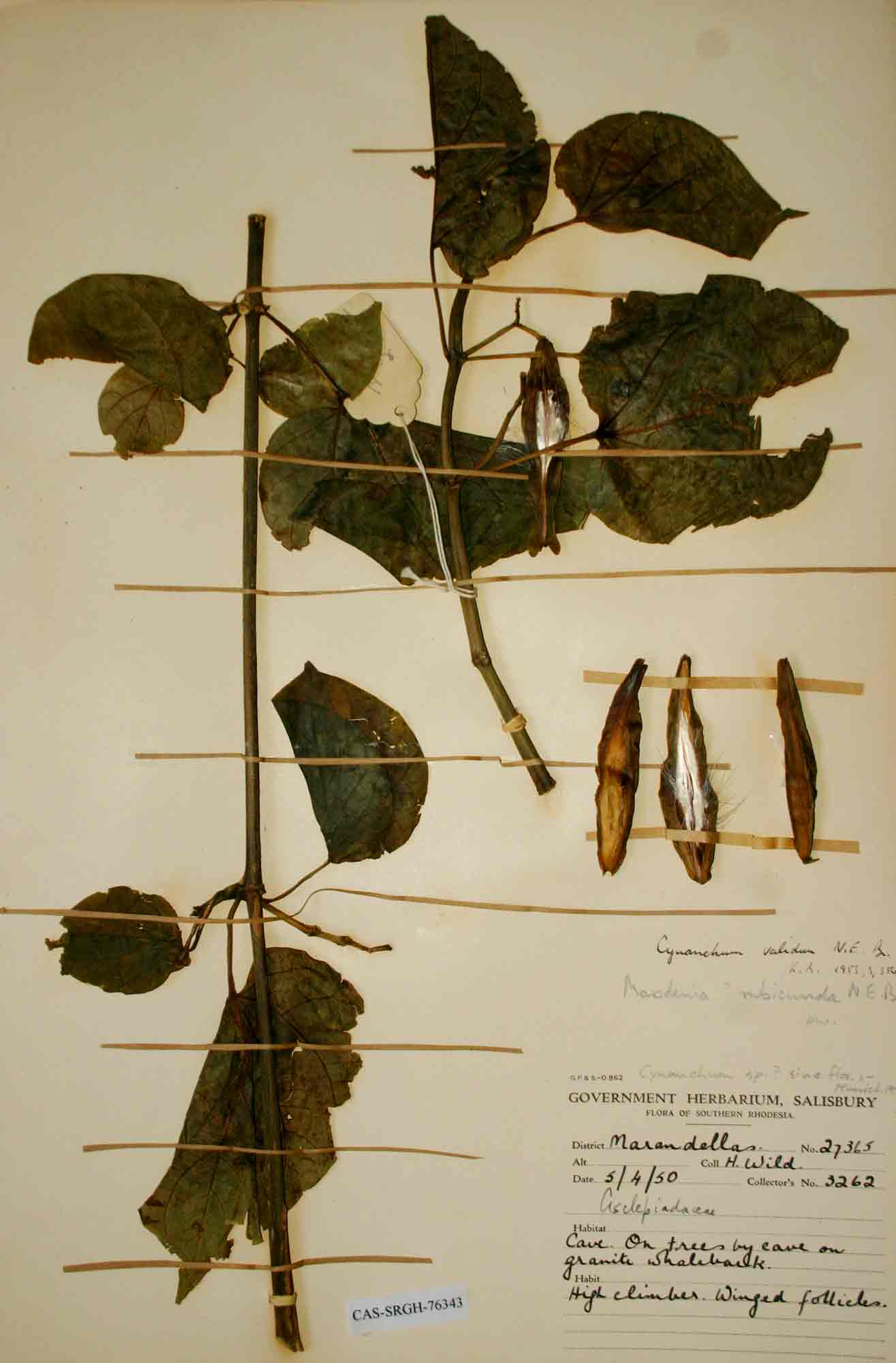 Schizostephanus alatus