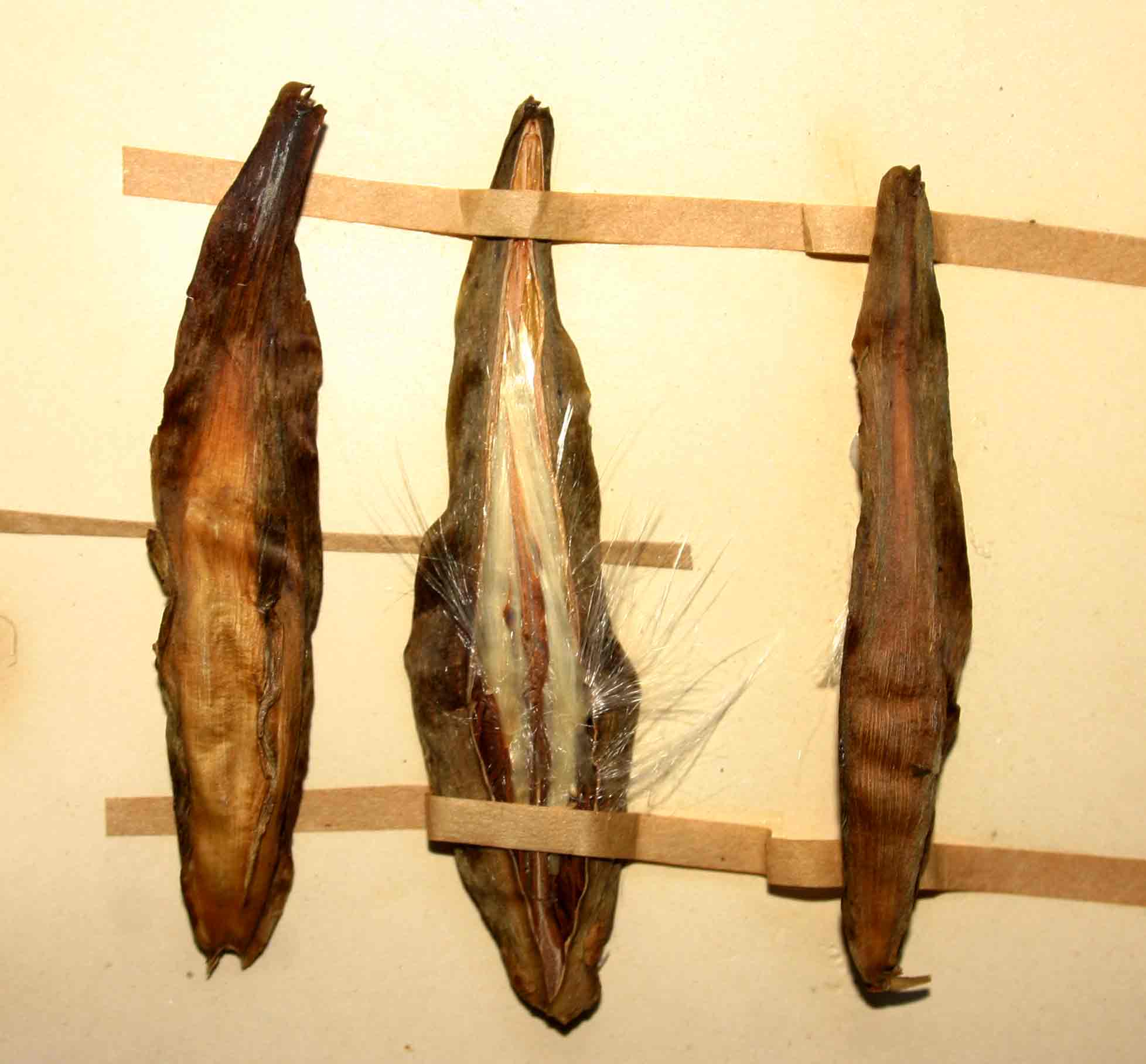 Schizostephanus alatus