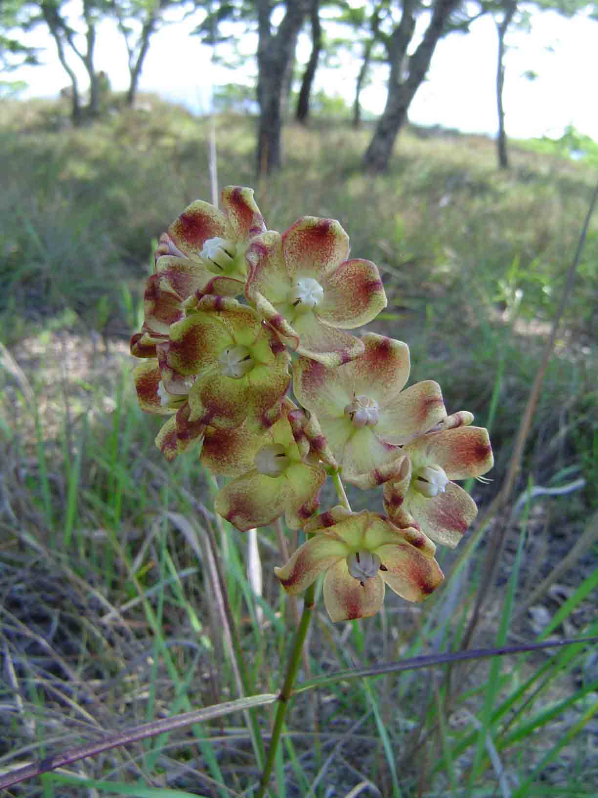 Glossostelma carsonii Glossostelma carsonii