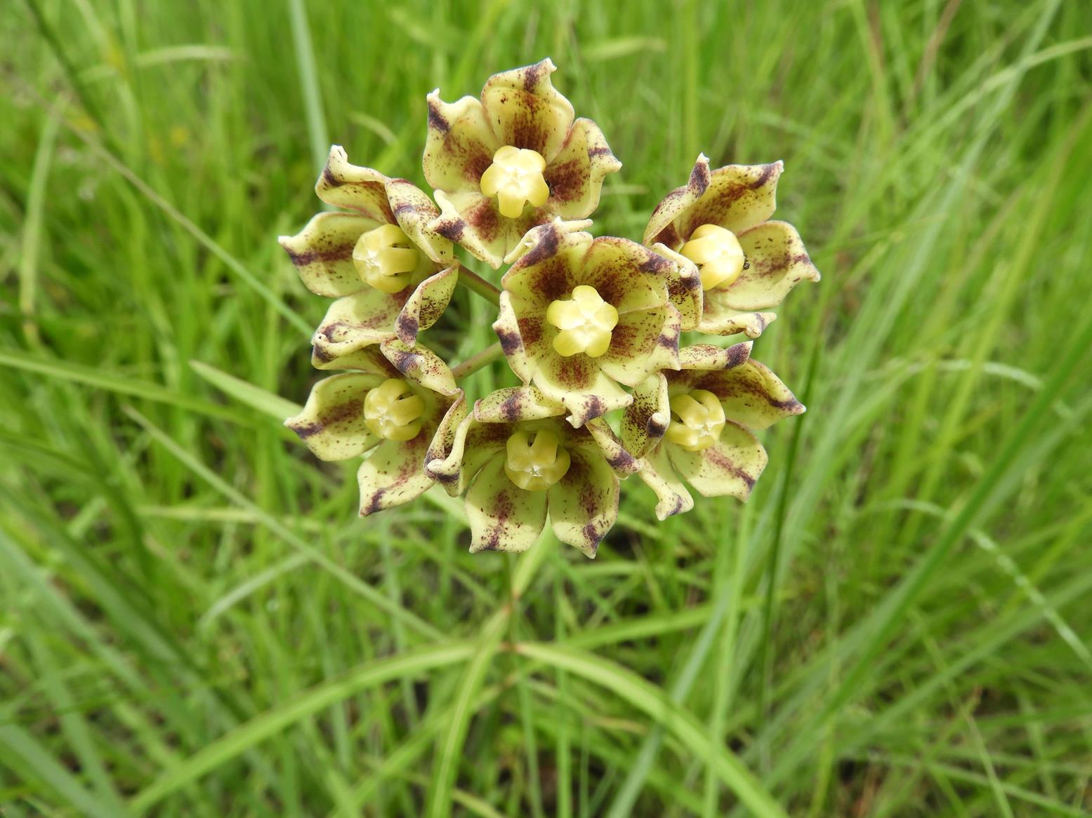 Glossostelma carsonii Glossostelma carsonii