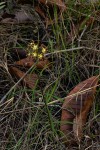 Glossostelma carsonii
