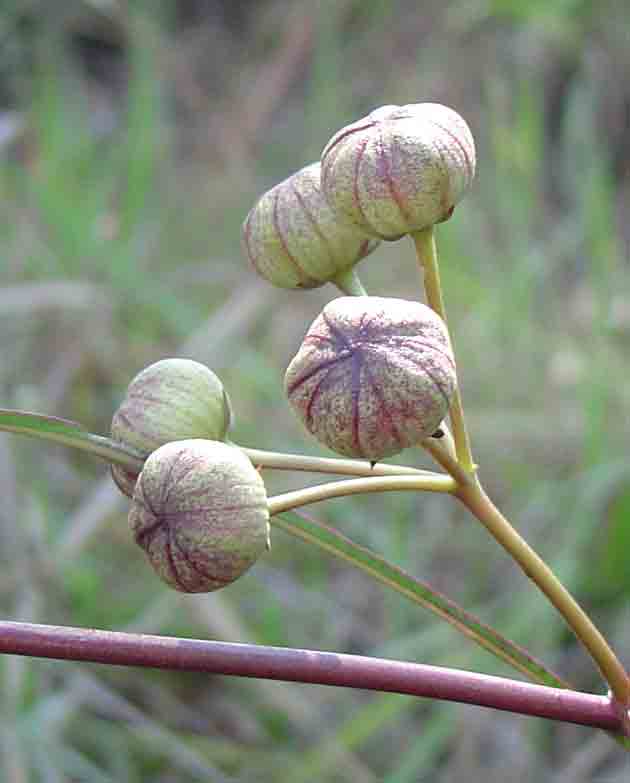 Glossostelma carsonii Glossostelma carsonii