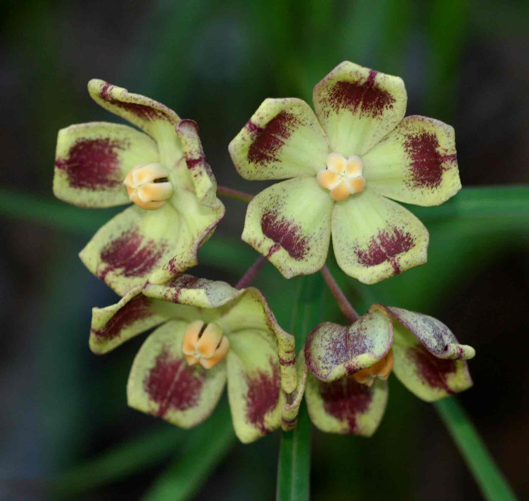 Glossostelma carsonii Glossostelma carsonii