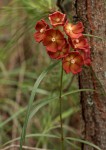 Glossostelma carsonii