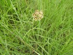 Glossostelma carsonii