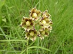 Glossostelma carsonii