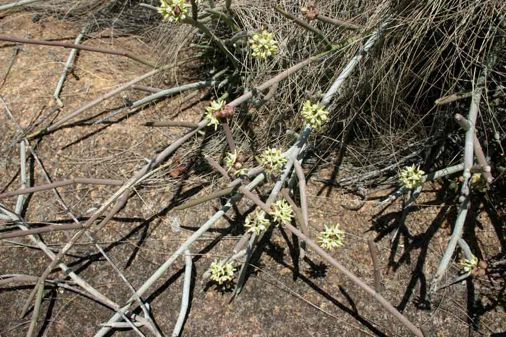 Cynanchum viminale subsp. suberosum Cynanchum viminale subsp. suberosum