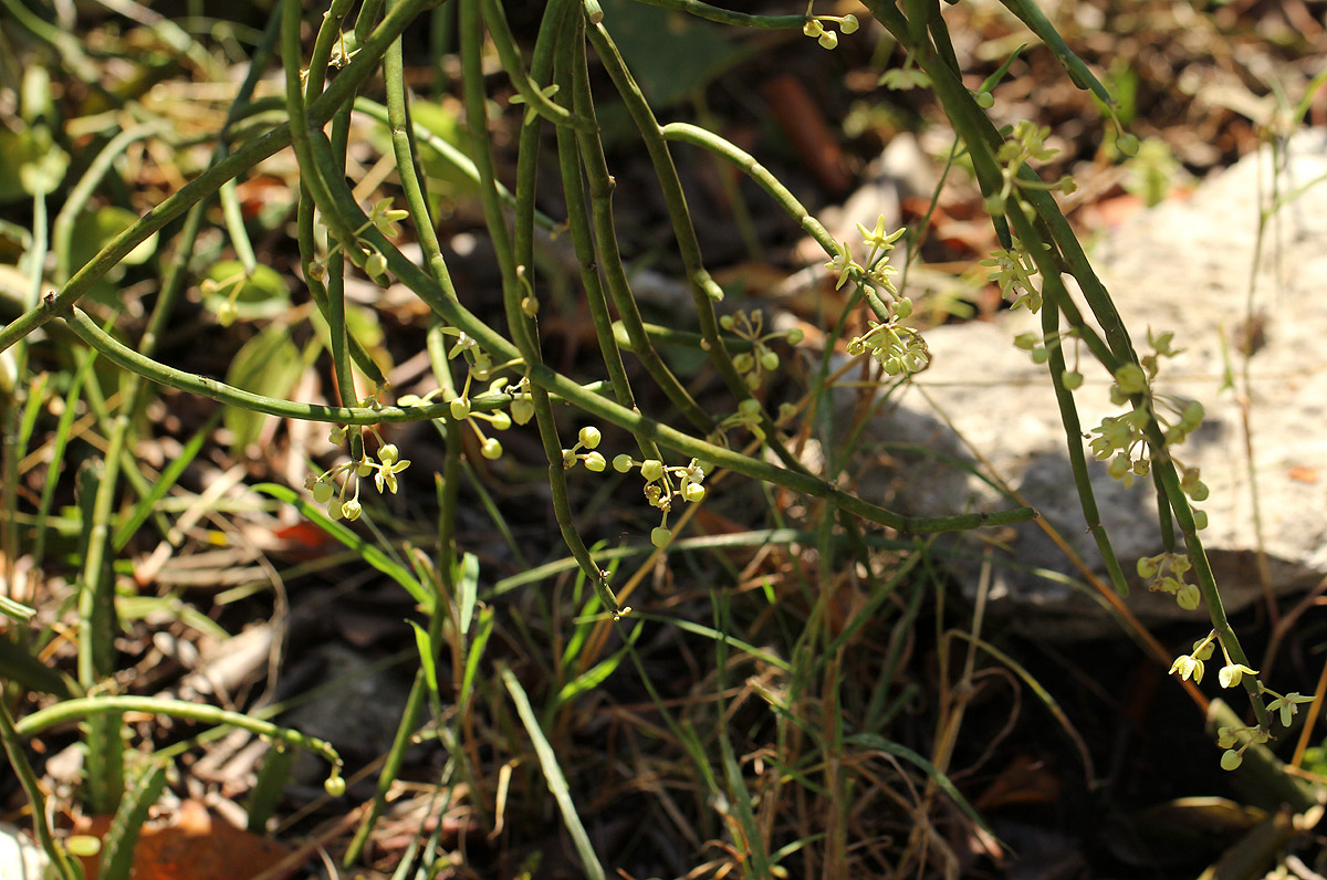 Cynanchum viminale subsp. suberosum
