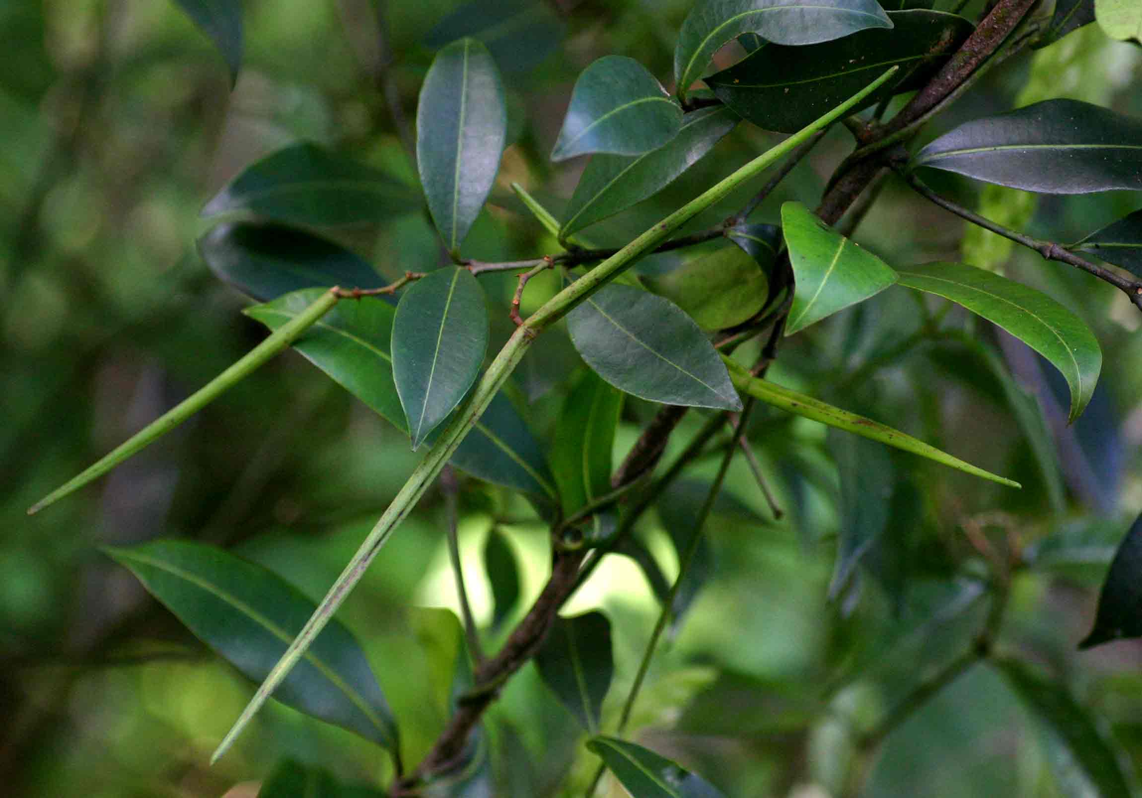 Secamone alpini Secamone alpini
