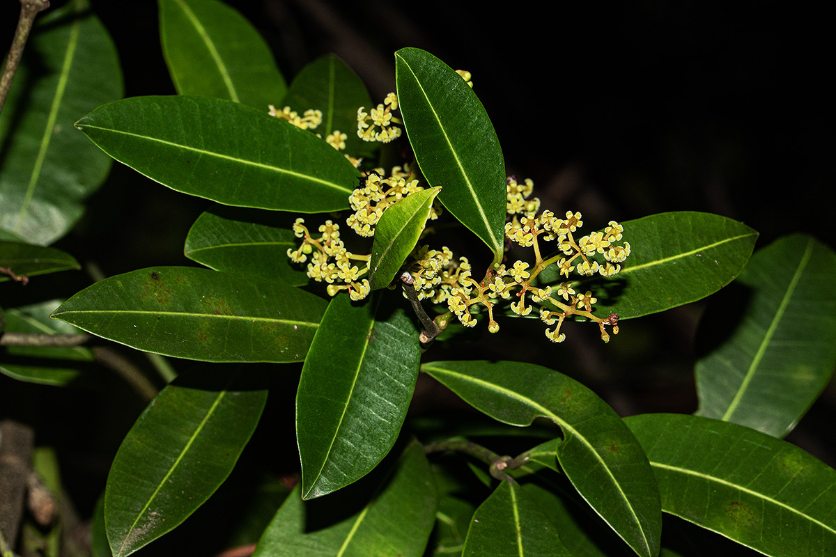 Secamone alpini Secamone alpini