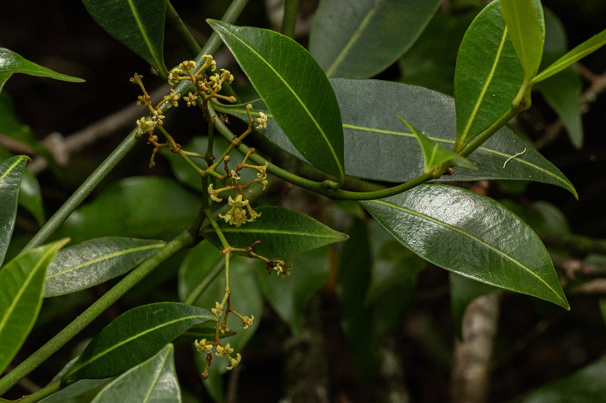Secamone alpini Secamone alpini